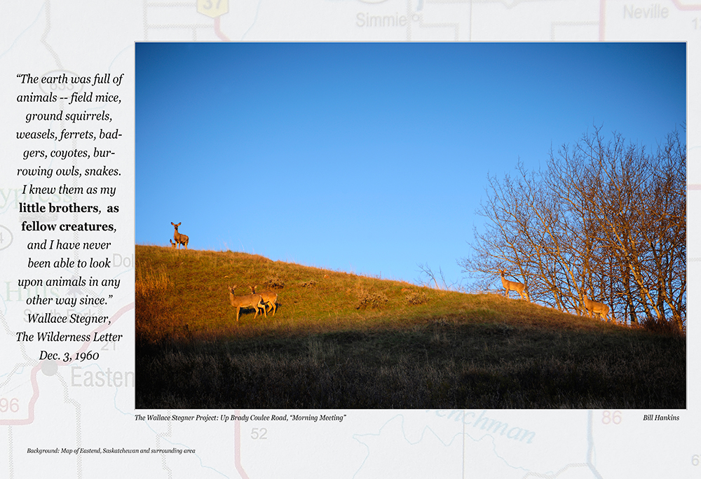the wallace stegner project windhover photojournalism wallace stegner wilderness letter