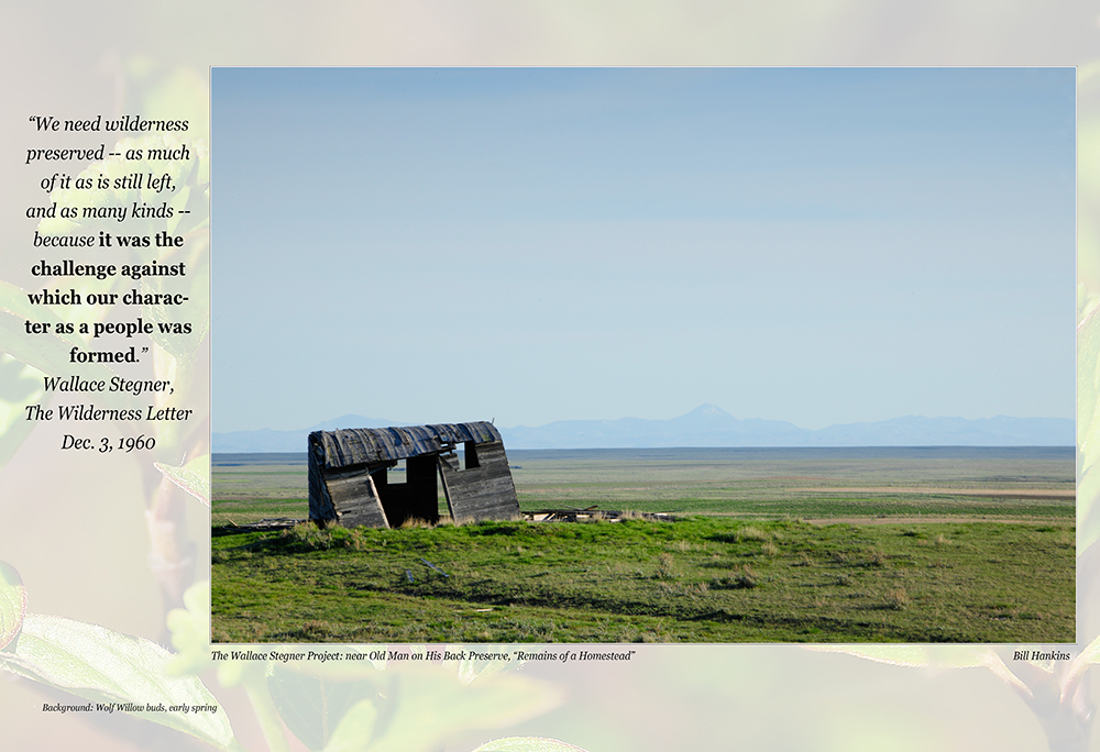 the wallace stegner project windhover photojournalism wallace stegner wilderness letter