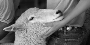 Sheepface   