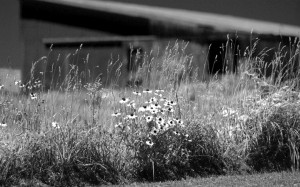 BlackeyedSusans