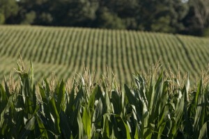 Cornhorizontal
