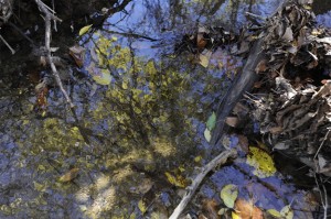 CreekMosaic