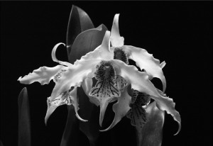 DrLessendensWhiteOrchid