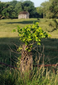 Fencepostbacktonature