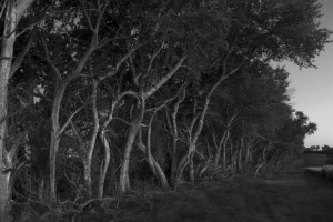 Hedgerowatsunset