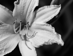 Lillydetail