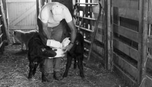 OrvilleFeedingcalves     