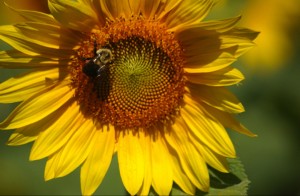 Sunflowerandbee           
