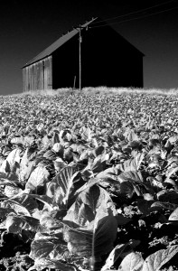 TobaccoandBarn           