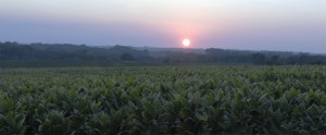 tobaccosunset           