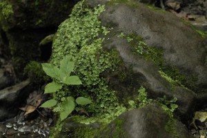 ArkansasLostValley 