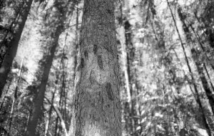 BanffGrizzlyclawsandtree 
