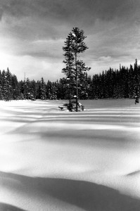 BanffTreewithsnowandlight 