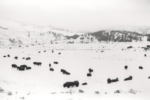 BuffaloinWinter 