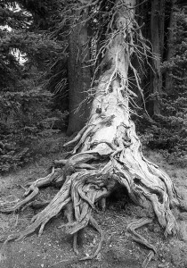 ColoradoTreeArt 