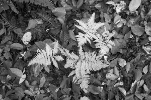 ForestFloor